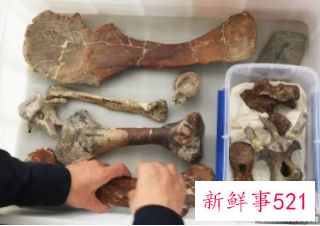 剑龙中国起源说添再新证据：重庆出土最古老的剑龙化石