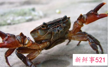 孕妇梦见蟹是什么意思