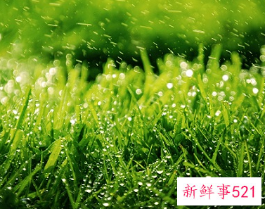 绿色代表什么寓意