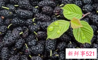 干桑葚怎么吃效果最好