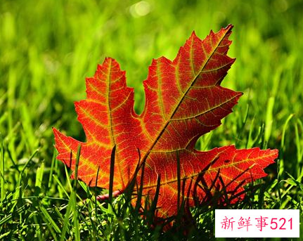 梦见枫树是什么意思