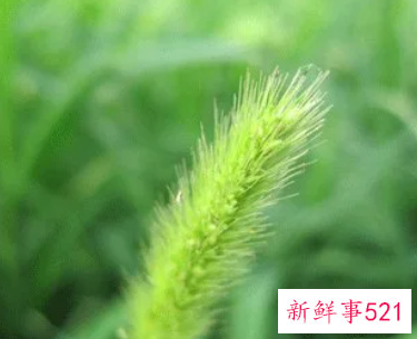 绿色代表什么寓意