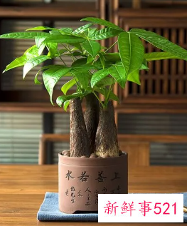 发财树放在家里好还是办公室好