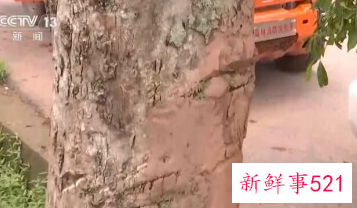 云南北移象群里的小象打架