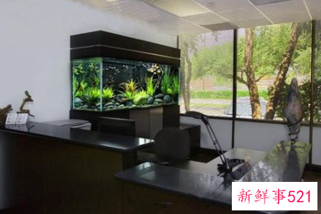 办公室怎么养鱼会让财运好