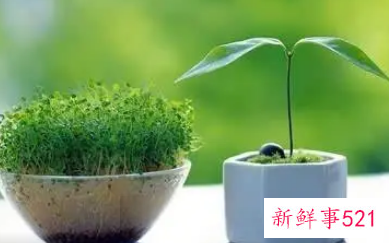 梦见搬花盆什么意思