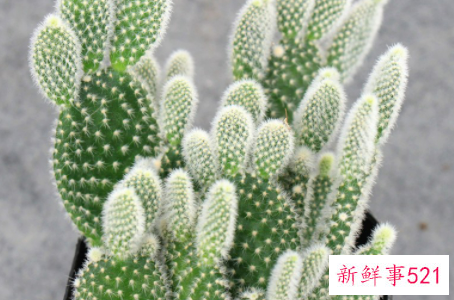 白毛掌的养殖方法