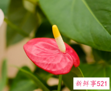 家里养红掌的禁忌