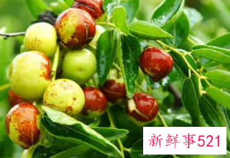 梦见吃枣子有什么征兆