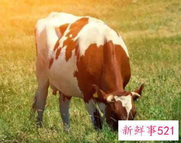 1985年属牛女佩戴什么运气最好