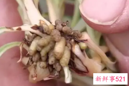 吊兰用什么繁殖后代