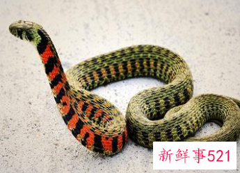 梦见被子里有蛇是什么意思