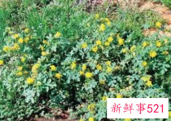 这十种植物碰不得