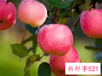 已婚妇女梦见摘苹果