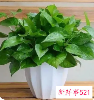 家里为什么不能放绿萝放一物越放越破财
