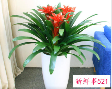 客厅养什么花好旺财,在山东