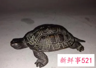 孕妇梦见乌龟寓意