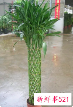 家里养龙竹好还是富贵竹好