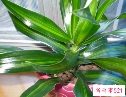 也门铁叶子发黄怎么办