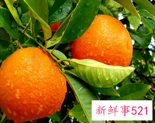 桔子颜色应该写什么颜色