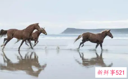 78年属马的不幸婚姻