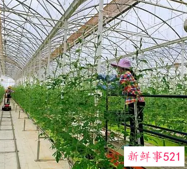 农业项目实施方案示例