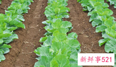 春季时令蔬菜有哪些