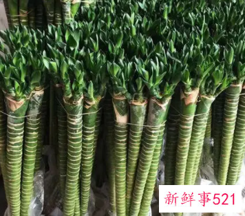 家里养龙竹好还是富贵竹好