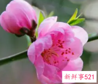 国庆期间桃花运最旺的几大星座