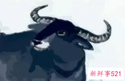 1985年属牛女佩戴什么运气最好