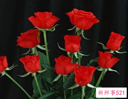 红玫瑰代表什么意思