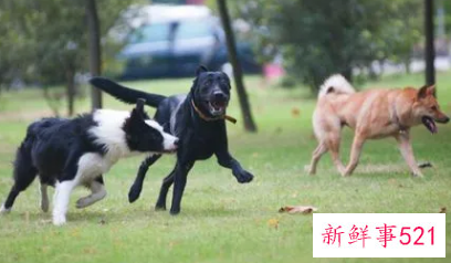 男人梦到狗追是什么意思