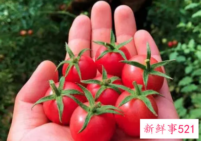 孕妇梦见番茄熟了是什么意思