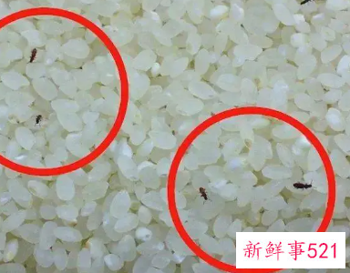 粮食如何保存不生虫子