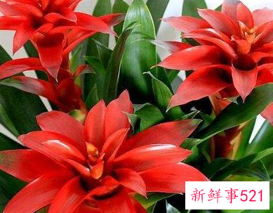 客厅养什么花好旺财,在山东