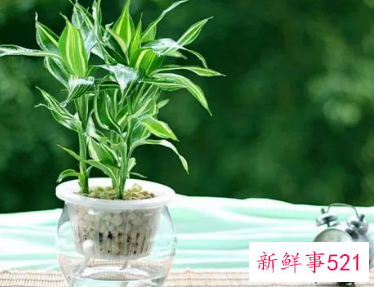生肖龙适合养什么植物好
