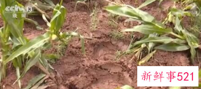 云南北移象群里的小象打架