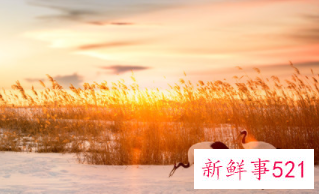 七夕情人节浪漫短句