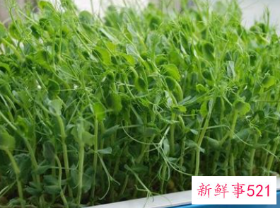 豌豆尖保鲜的方法