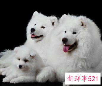 银狐跟萨摩耶的区别