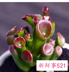 招财又好养的植物有哪些