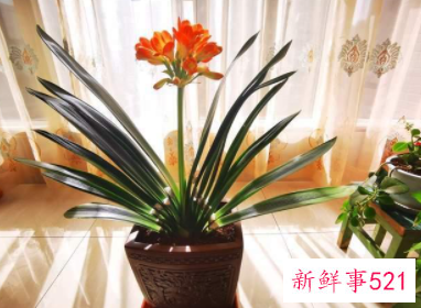 象征身体健康的花