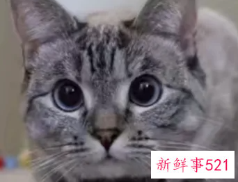 猫吃什么食物除了猫粮