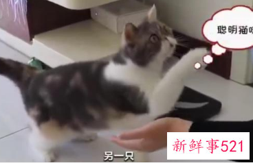 中国一人户家庭已超1.25亿户,宠物饲养热度攀升