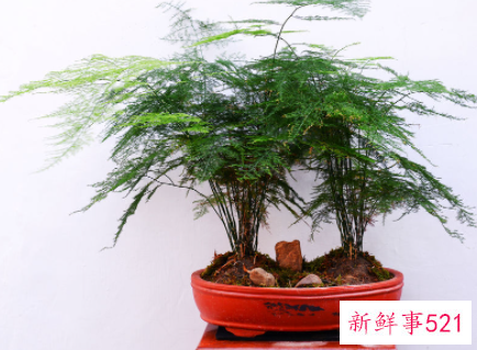 文竹发黄的原因