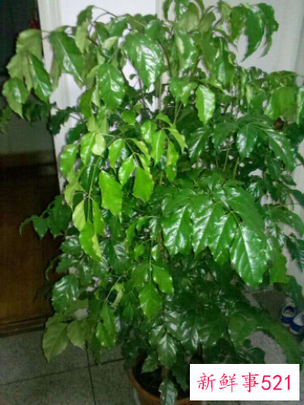 绿元宝树怎么养