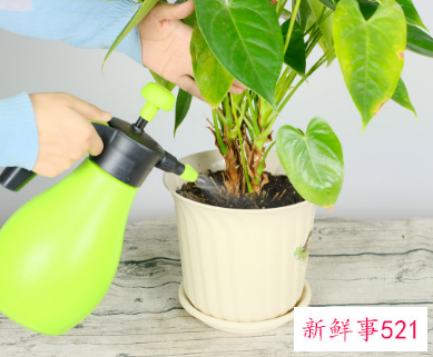 家里养红掌的禁忌