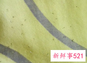 床上出现比跳蚤还小的虫子