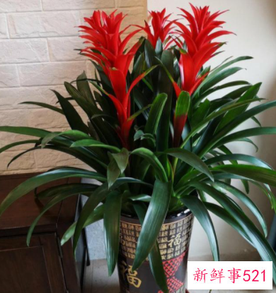 象征身体健康的花