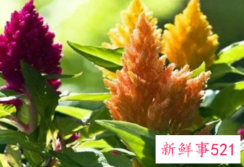 生肖鸡的吉祥植物